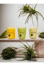 OUD-JASMİN - SOFT COTTON 3LÜ SET BARDAK MUM